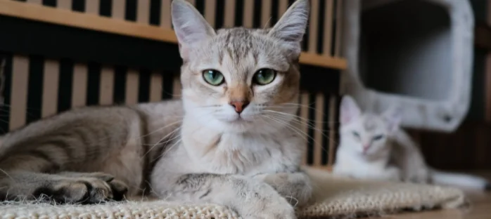 I segreti del gatto: scopriamoli